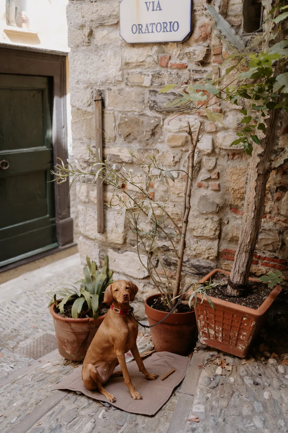 A dog curled up among potted plants under the Via Oratorio street sign