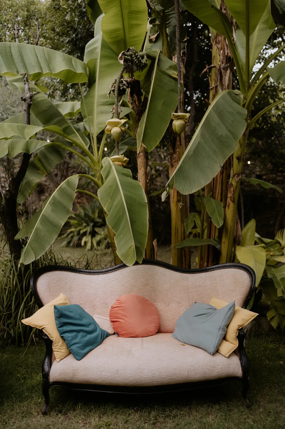 A vintage sofa with colorful cushions among the garden's banana plants